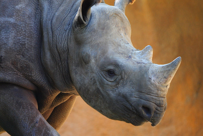 Rhino