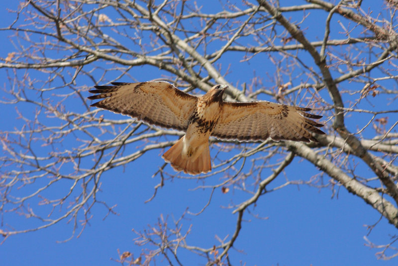 Red Tailed Hawk on a fly by