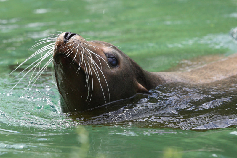 Sea Lion