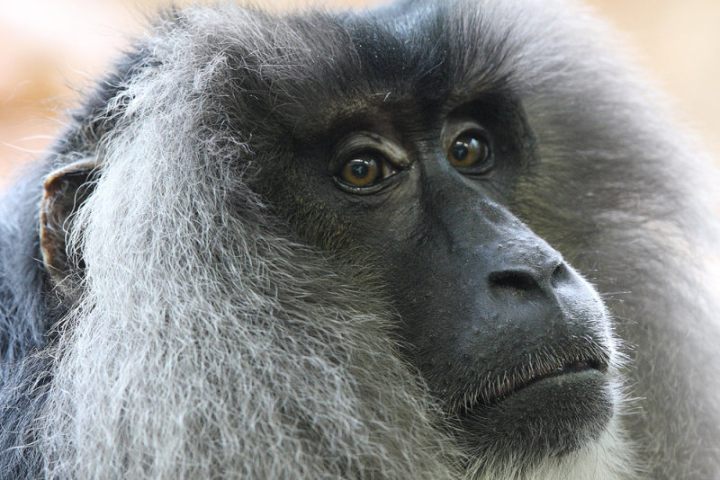 Lion Tailed Macaque