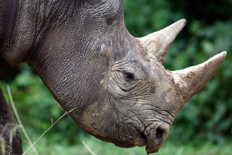 Rhino