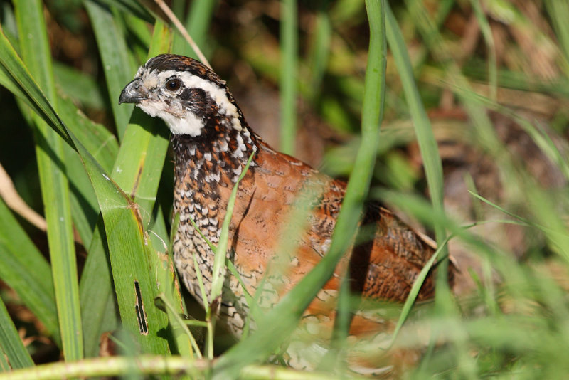 Northern Bobwhite