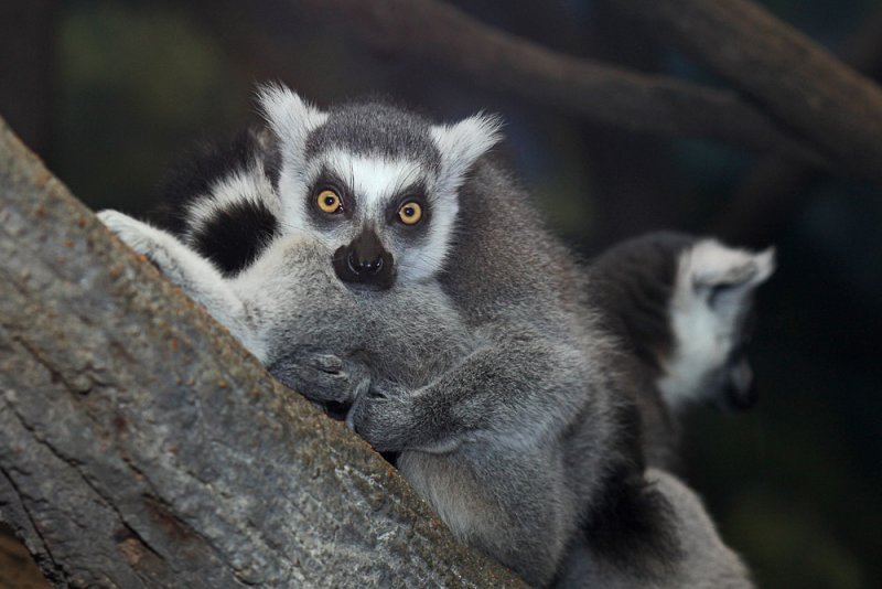 Ring Tailed Lemur