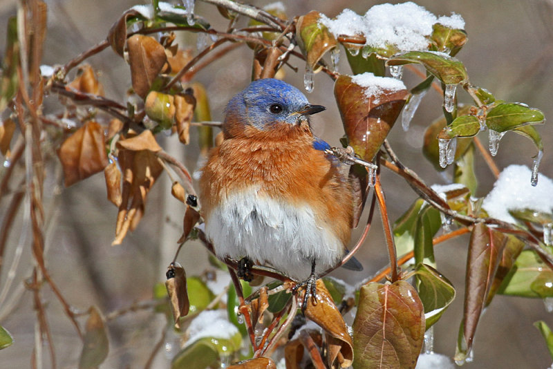 Eastern Bluebird