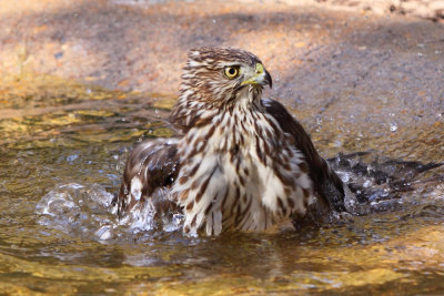 Hawk taking a bath