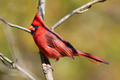 Cardinal