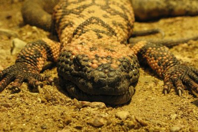 Beaded Lizard