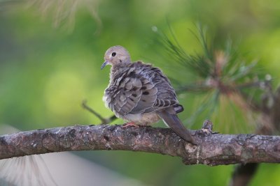 Mourning Dove