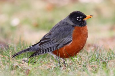 Chubby Robin