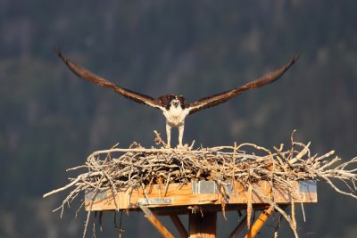  Osprey cleared for take off