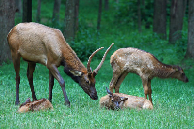 Looking in on the young ones