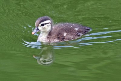 Duckling takes a swim