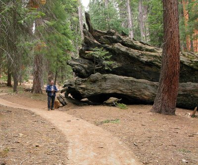 Me standing next to a fallen giant.