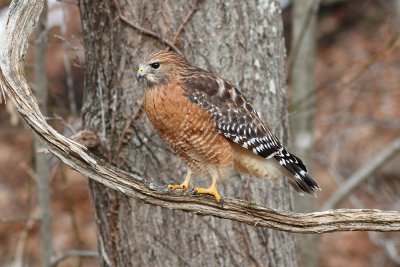 Red shouldered Hawk