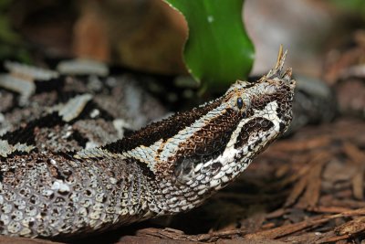 Rhinoceros Viper