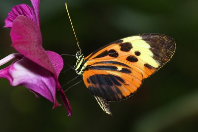 Butterflies