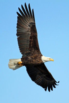 Bald Eagles