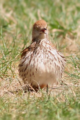 brown thrasher