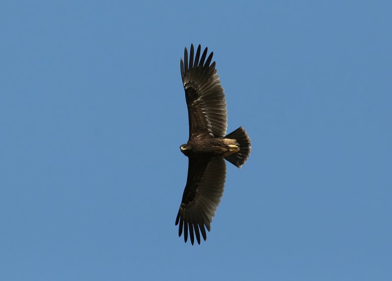 Greater Spotted Eagle (Aguila clanga)