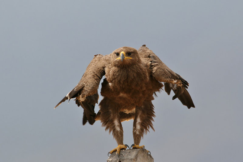 Steppe Eagle (Aquila nipalensis)