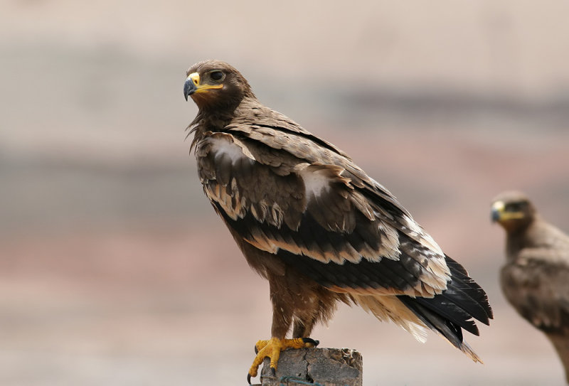 Steppe Eagle (Aquila nipalensis)