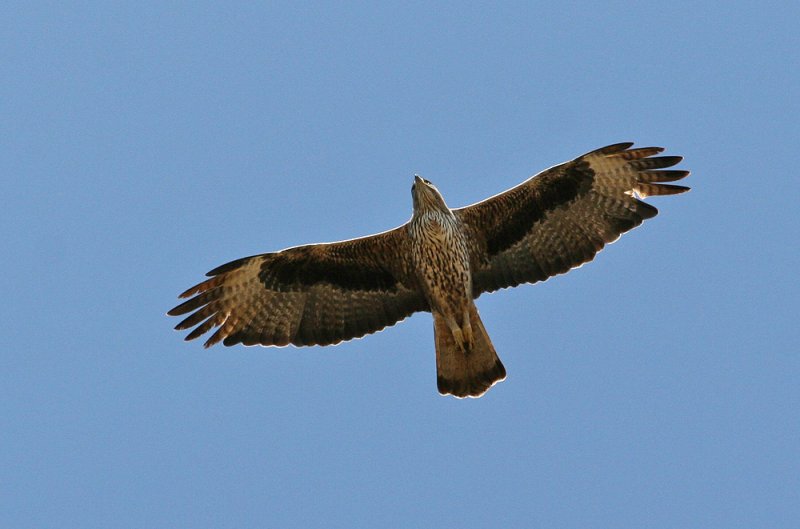 Bonellis Eagle (Aquila fasciata)