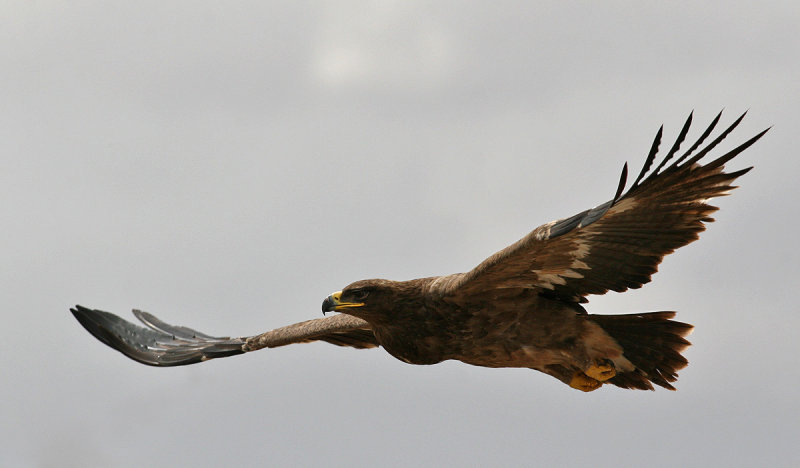 Steppe Eagle (Aquila nipalensis)