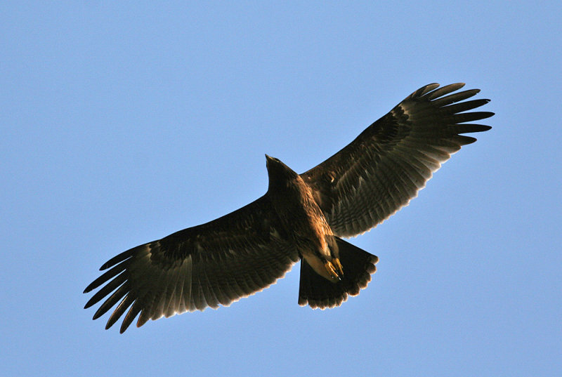 Greater Spotted Eagle (Aguila clanga)