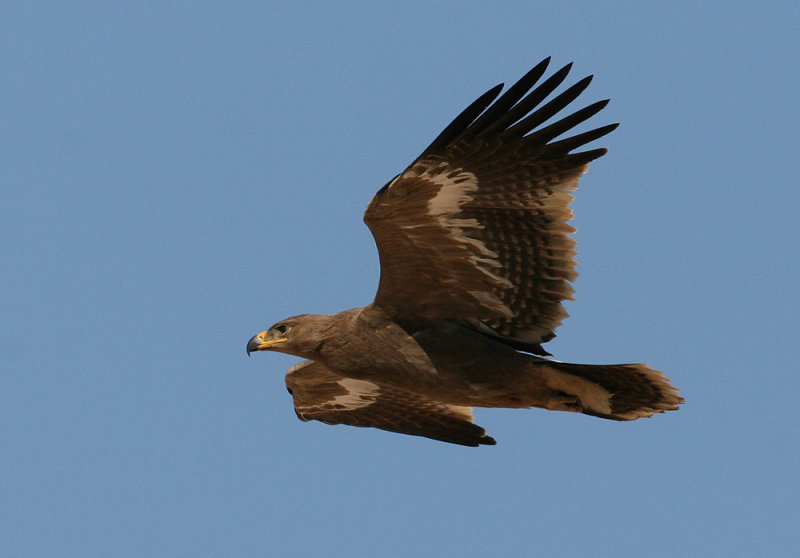 Steppe Eagle (Aquila nipalensis)