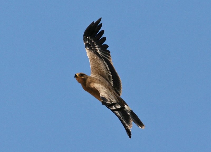 Steppe Eagle (Aquila nipalensis)