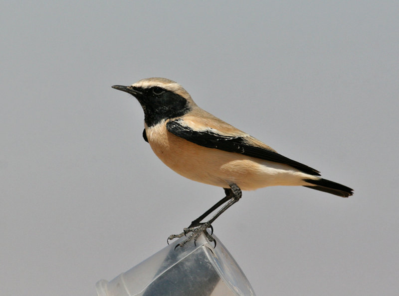 Desert Wheatear (Oenanthe deserti)