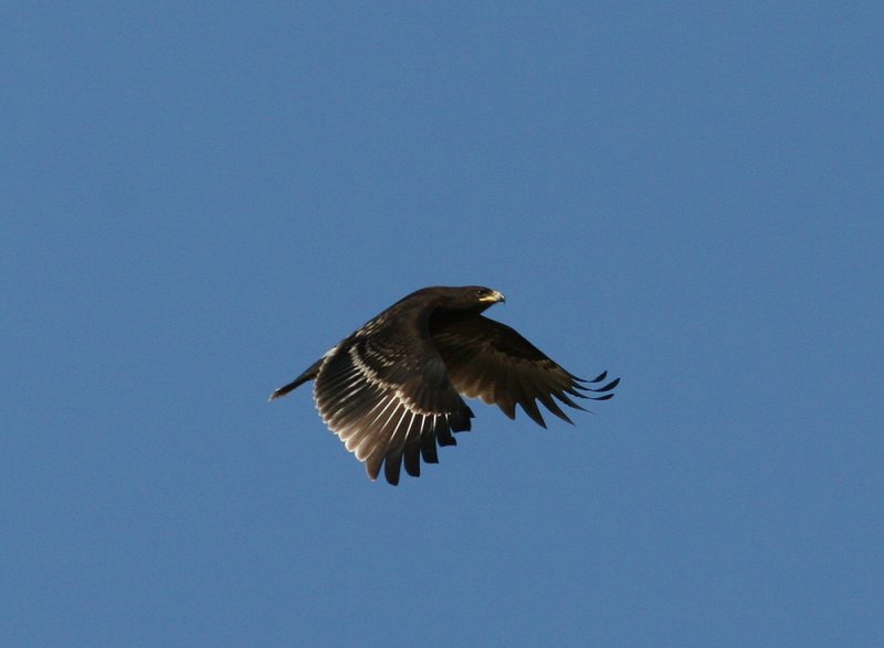 Greater Spotted Eagle (Aguila clanga)