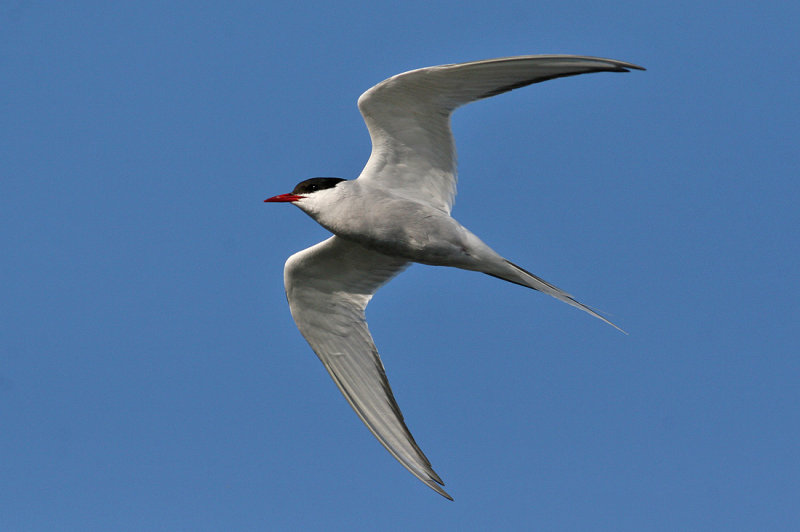 Arctic Tern (Sterna paradisaea) - silvertrna