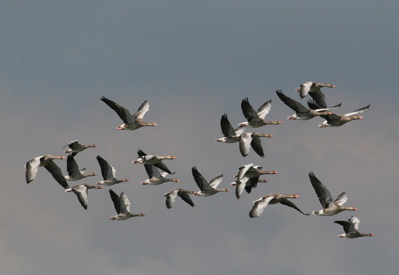 Greylag Goose (Anser anser) - grgs