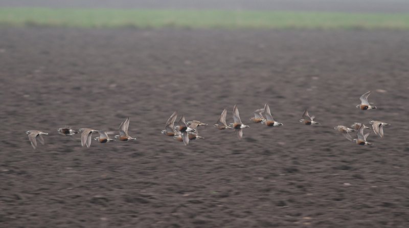 Dottrel (Charadrius morinellus)