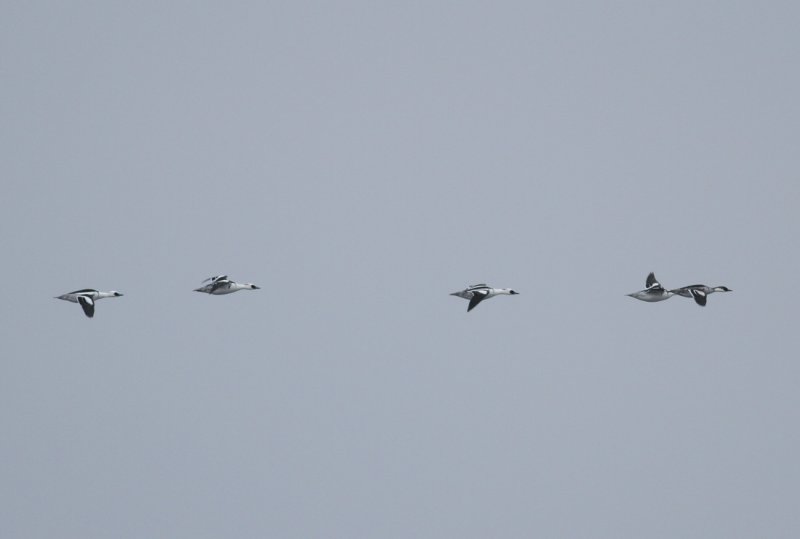 Smew (Mergus albellus)