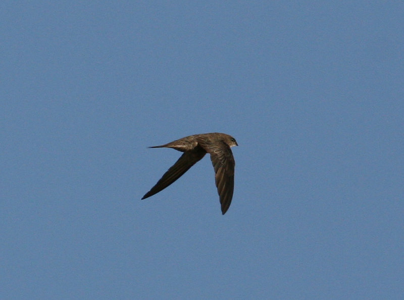 Forbes-Watsons Swift (Apus berliozi) - Somaliseglare