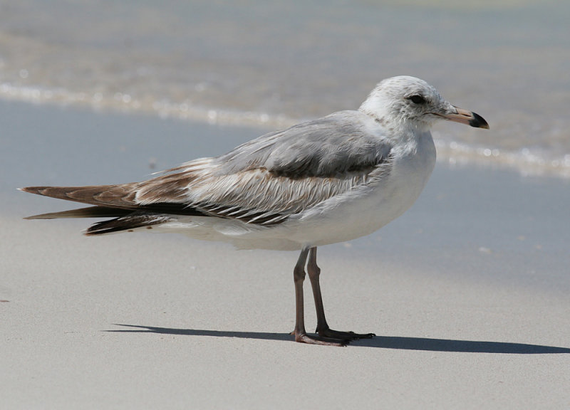 Ring-billed Gull (Larus delawarensis)