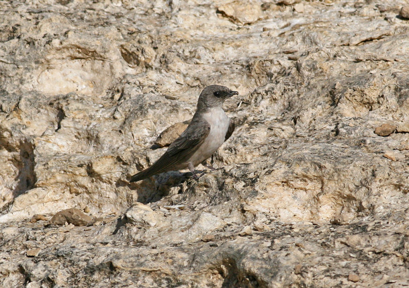 African Rock Martin (Ptyonoprogne fuligula)