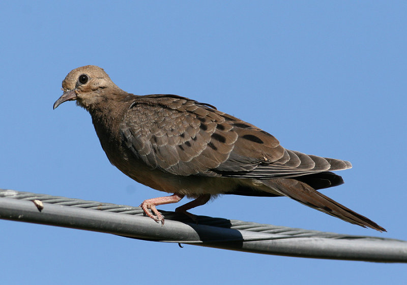 Mourning Dove (Zenaida macroura)