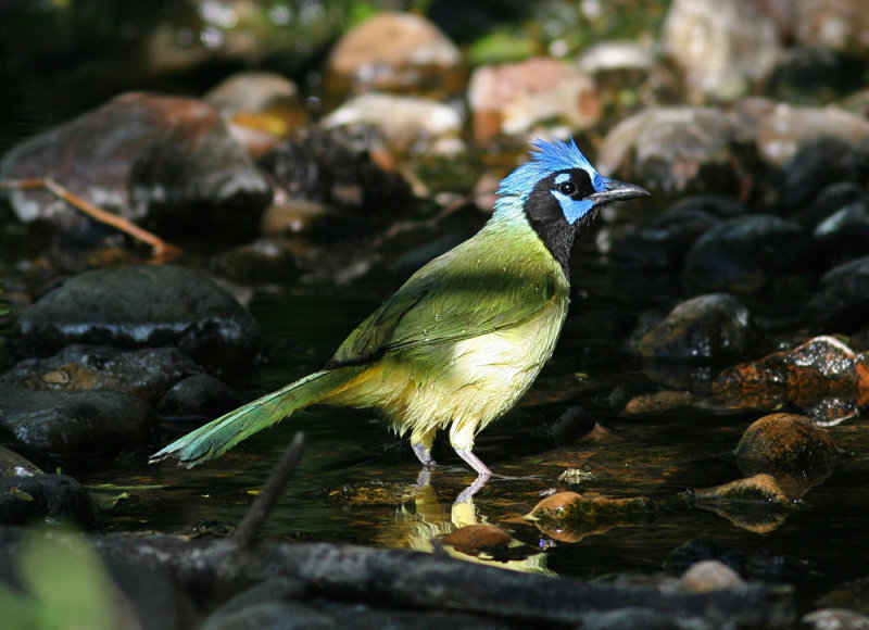 Green Jay (Cyanocorax yncas)