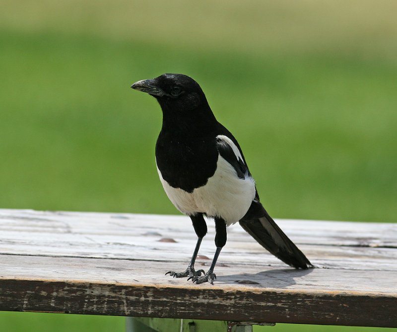 American Magpie (Pica hudsonia)