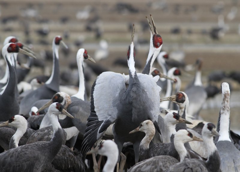 White-naped Crane (Grus vipio)