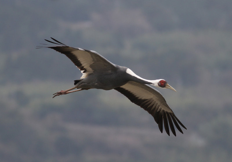 White-naped Crane (Grus vipio)