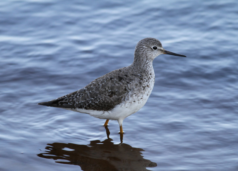 Lesser Yellowlegs (Tringa flavipes)