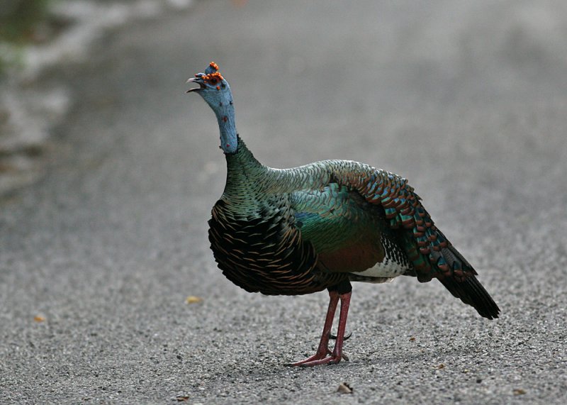 Ocellated Turkey (Meleagris ocellata)