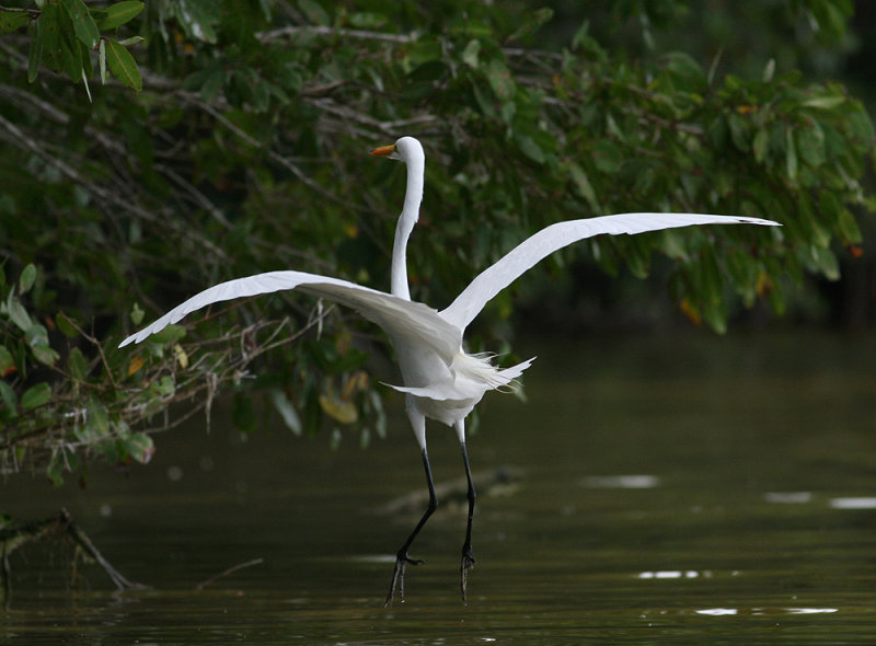 Great Egret (Ardea alba egretta)