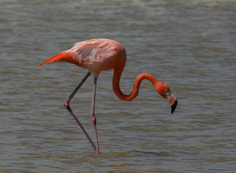 Caribbean (Greater) Flamingo (Phoenicopterus ruber)