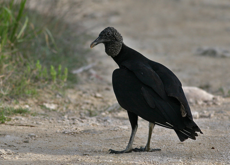 Black Vulture (Coragyps atratus)