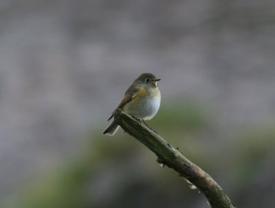 Northern Red-flanked Bluetail (Tarsiger cyanurus)